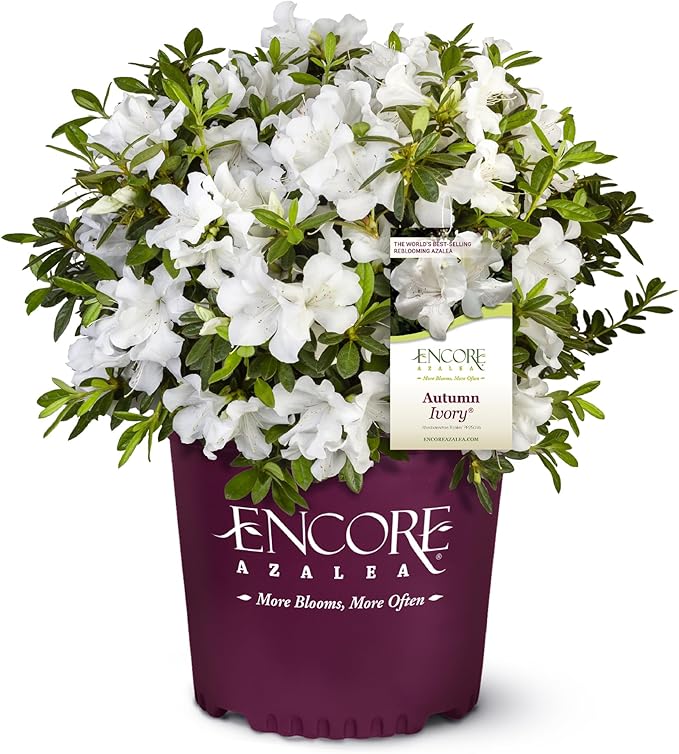 Encore Azalea 1 Gal. Autumn Ivory Azalea Shrub