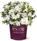 Encore Azalea 1 Gal. Autumn Ivory Azalea Shrub