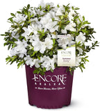 Encore Azalea 1 Gal. Autumn Ivory Azalea Shrub
