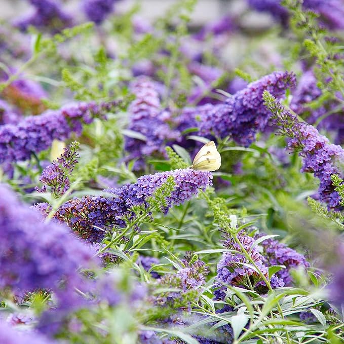Perfect Plants Butterfly Candy Li'l Lavender Butterfly Bush in 1 Gallon Grower's Pot | Live Flowering Shrub for Outdoor & Containers | Compact | Attracts Pollinators to Your Landscape | Zones 5-10