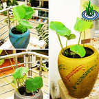 Live Aquatic Plant Nymphaea King of Blue Siam Tropical Water Lilies Tuber for Aquarium Freshwater Fish Pond Decorations by Greenpro