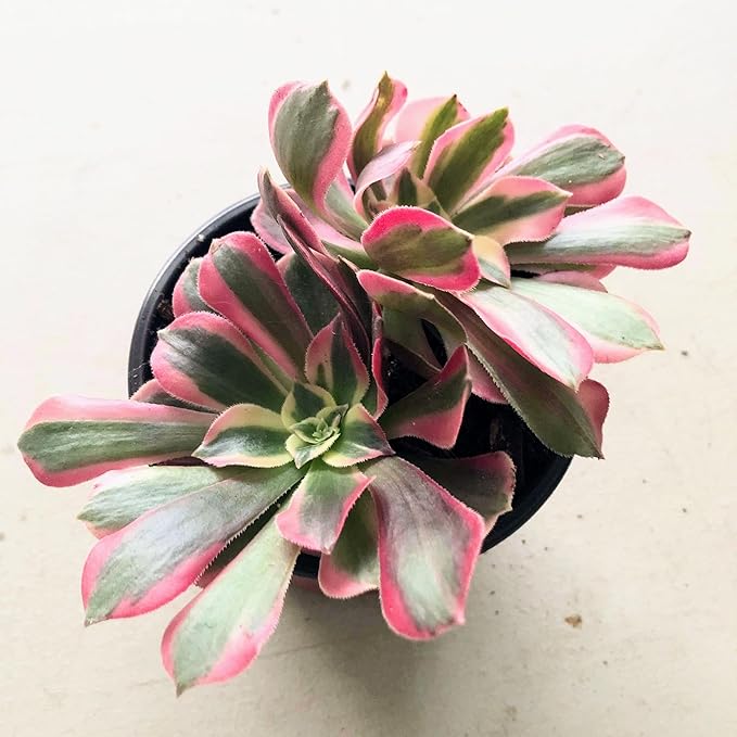 Blissful Aeonium Pink Witch in 4" Pot– Rare Variegated Succulent with Striking Pink-Green Rosettes. Drought Tolerant, and Perfect for Collectors, Gardens, Gifts, or Adding Unique Color Outdoors..