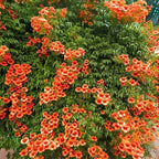 Hummingbird Trumpet Vine Seeds, 300 PCS, Fast-Growing Climbing Flowering Vine, Bright Orange Red Blooms, Attracts Hummingbirds & Butterflies, Hardy Perennial for Fence, Trellis & Garden
