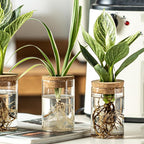 Glass Plant Propagation Station Set of 6, Modern Desktop Flower Vase for Succulent Cuttings, Home Office Decoration, Ideal Housewarming Gift for Living Room, Bedroom