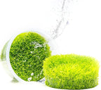 SubstrateSource Live Plant - Utricularia Graminifolia Tissue Culture Aquatic Live Aquarium Plant Grass Carpet for Aquascape - 100% Snail Free in Vitro Cup (Utricularia Graminifolia)