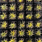Rare Haworthia Limifolia variegata Succulent Plants – Unique Live Indoor Plants | Low-Maintenance | Great for Collectors, Home, Office, and Gifts