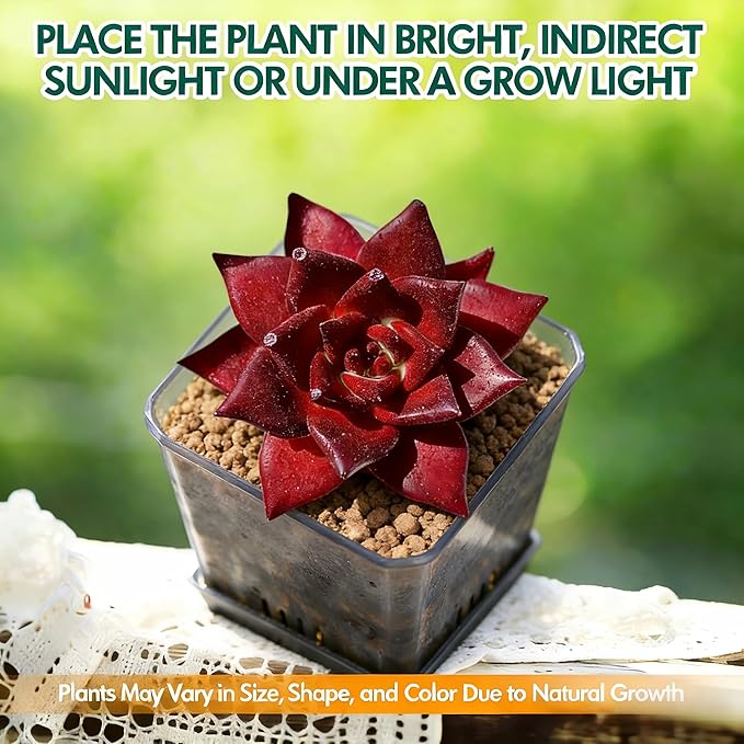 Live Succulent with Gardening Tools – Echeveria Agavoides v Romeo Rubin, Small Easy Care Houseplant for Indoor & Outdoor