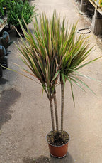 RedCrocus Dragon Tree Dracaena marginata Bush- Indoor & Outdoor Decor, Pet Safe, Easy Care, Elegant Evergreen with Sword-Shaped Leaves, Well-Draining Soil Friendly 10" Pot