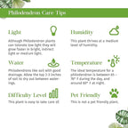 Philodendron Hederaceum Brasil Live Plant for Indoor | Different Houseplants in 3'' Pot | Real House Plant for Living Room, Office, Desk & Bathroom | Cordatum Brasil Cordatum