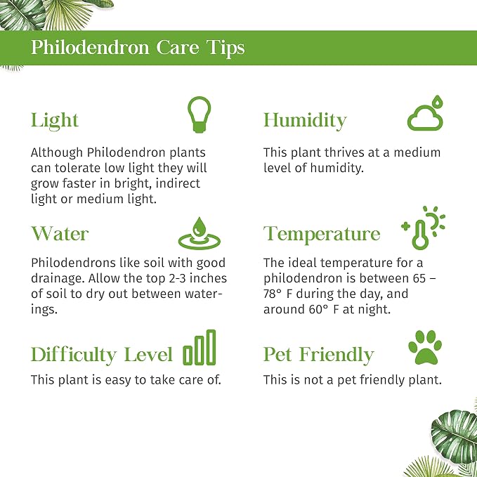 Philodendron Velvet Live Plant for Indoor | Different Houseplants in 4'' & 6'' Pot | Real House Plant for Living Room, Office, Desk & Bathroom | Micans Heart-Leaf