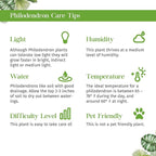 Philodendron Little Hope Live Plant for Indoor | Different Houseplants in 4'' & 6'' Pot | Real House Plant for Living Room, Office, Desk & Bathroom | selloum