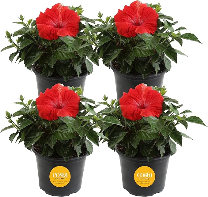 Costa Farms Live Premium Hibiscus Outdoor Plant in 1 QT Grower Pot, 13-Inches Tall, Red Flowers