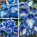 Indoor or Outdoor Hosta for Planting Magical Hardy Balcony Rare Species Ornamental Value - 4 Bulbs B (8)