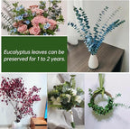 30 Pcs Dried Eucalyptus Stems for Shower, 17'' Natural Real Live Eucalyptus Leaves Branches Hanging Shower Plant for SPA Home Fragrance Bathroom Table Vase Décor