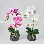 Avoeco Artificial Real Touch Orchid Plant – 20″ Faux Phalaenopsis in Pot – Highly Realistic Silk Orchid Flower & Leaf Texture for Home, Office,Shop & Wedding Décor (Fuchsia, 20”)