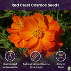 Red Crest Cosmos - Long Blooming Season