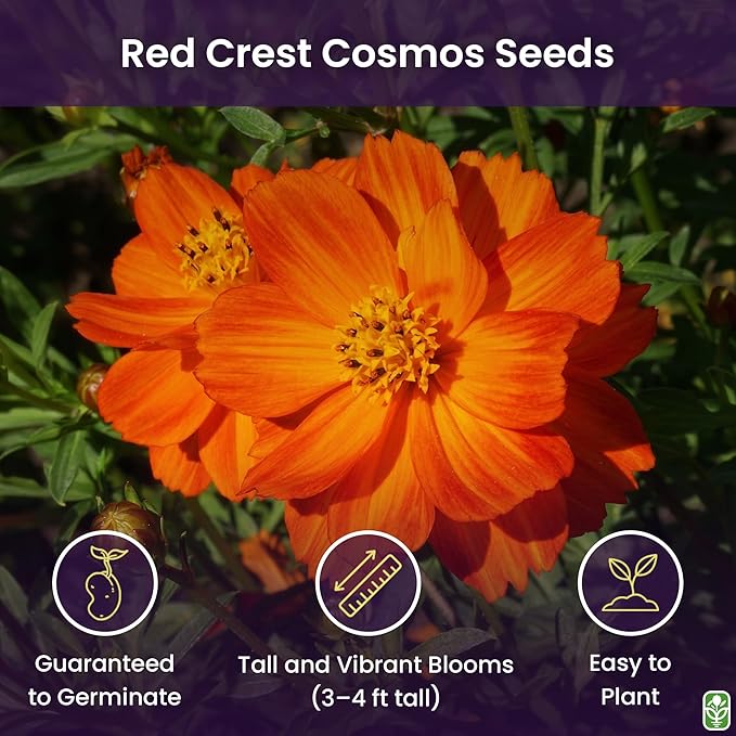 Red Crest Cosmos - Long Blooming Season
