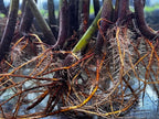 Generic AquaGardens | Red Mangrove - Live Plant (Small + Heat Pack for Cold Weather Shipping), Green