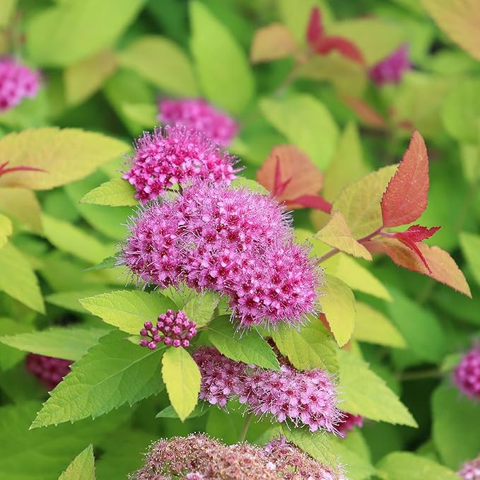 2 Gallon Proven Winners Spirea Double Play Candy Corn Shrub