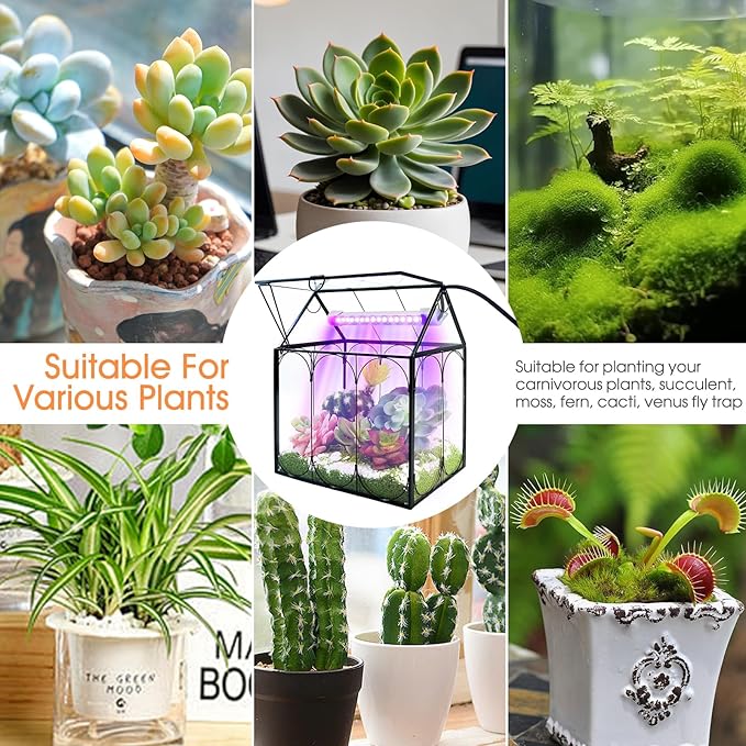 Plant Terrarium Kit with Grow Light, Rifny Small Glass Terrarium Jar with Absorbent Mat and Lid for Venus Fly Trap Succulent Live Air Plants Indoor Home Office Decor (Black, 7.1 x 4.8 x 8.8 inch)
