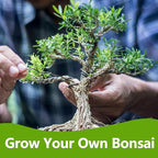 Bonsai Tree Kit, Bonsai Starter Kit with Seeds & Tools, Tree Live Plants Indoor, Gardening Gifts for Women Men Mom Father Plant Lover, Birthday Gifts for Women