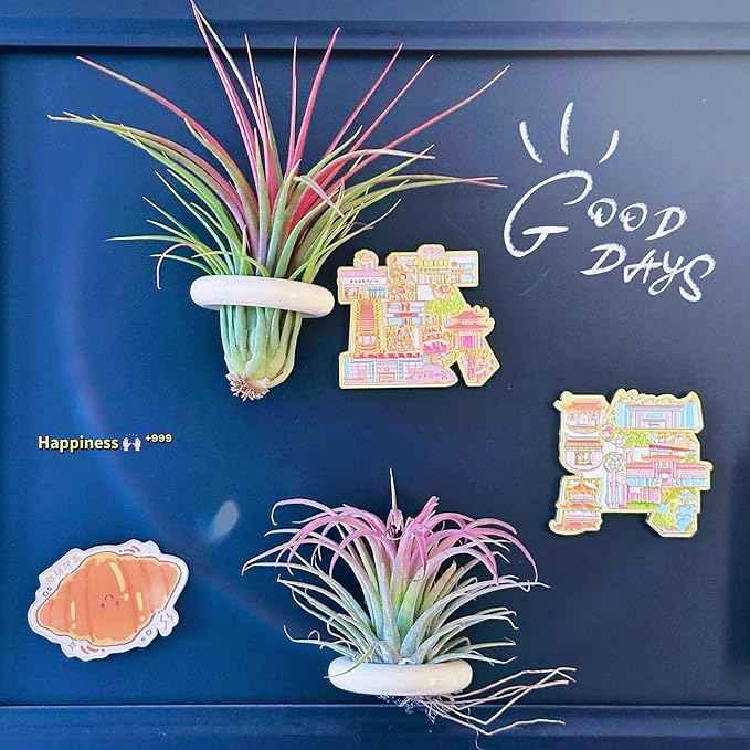 6 Pcs Air Plant Holder Magnet - Small Air Plant Display Stand Airplant Wall Mount Holder Wooden for Live Tropical Plants Home Office Decoration Supplies (Plants Not Included)