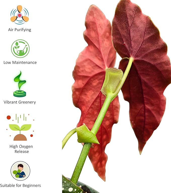 Bumble Plants Begonia Maculata Live Plant [Winter Thermal Packaging Included] | Polka Dot Angel Wing Indoor Plant | Air-Purifying Benefits, and Easy Care Houseplant | Low Light Indoor Plants
