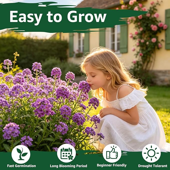 Alyssum Seeds for Planting - Purple Royal Carpet, Sweet Purple Alyssum Flower Seeds, Fragrant Perennial Ground Cover Seeds for Garden Beds, Borders and Containers.