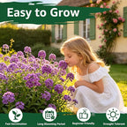 Alyssum Seeds for Planting - Purple Royal Carpet, Sweet Purple Alyssum Flower Seeds, Fragrant Perennial Ground Cover Seeds for Garden Beds, Borders and Containers.