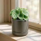 D'vine Dev 4.7 Inch Ceramic Planter Pot with Drainage Hole and Saucer, Indoor Cylinder Round Planter Pot, Grey, 94-O-B-3