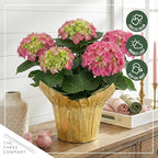 Live Flowering Hydrangea - Shades of Pink, 5+ Beautiful Blooms, 1.5 Qt Pot with Deco Cover, 12" Tall by 8" Wide