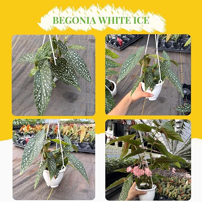 Begonia White Ice Live Plant in 4.5-Inch Hanging Pot - Elegant Tropical Houseplant with Shimmering Silver Leaves - Air Purifying Indoor Plants for Home Office Wedding Decor & Gift (Heat Pack Incuded)