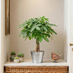 Sprout N Green 8-10" Money Tree with 5 Lucky Braid, Live Plant with Silver Metal Pot, Decoration for Indoor Home Office Tabletop Windowsill Side Table, Housewarming Christmas Gift