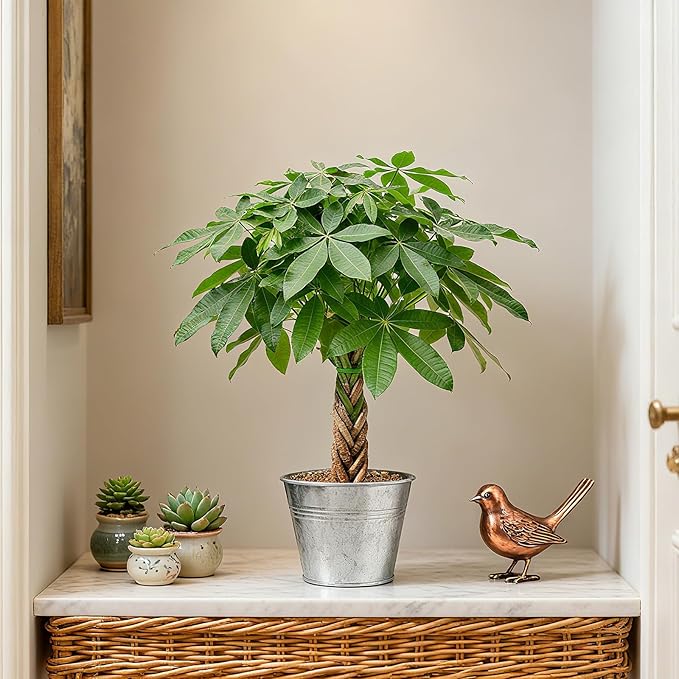 Sprout N Green 8-10" Money Tree with 5 Lucky Braid, Live Plant with Silver Metal Pot, Decoration for Indoor Home Office Tabletop Windowsill Side Table, Housewarming Christmas Gift
