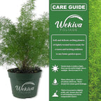 Foxtail Fern Plant - 3 Live Plants in 4 Inch Pots - Asparagus Densiflorus - Beautiful Indoor Air Purifying Fern Easy Care