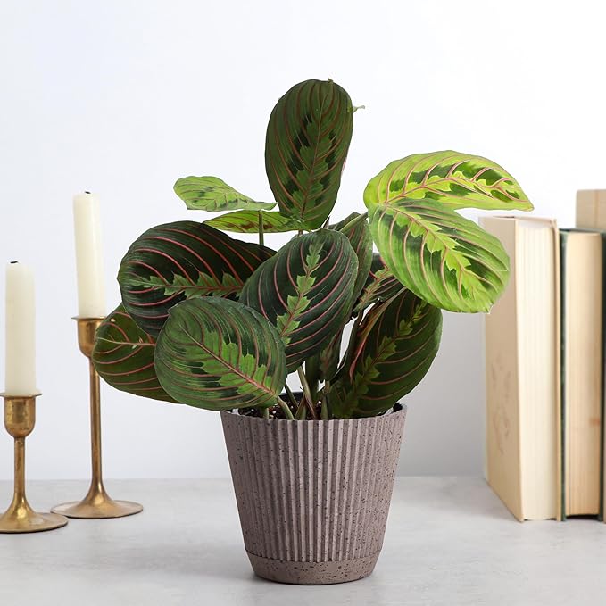 Thorsen's Greenhouse Red Prayer Plant, Live Indoor Plant, Pet Friendly, Popular Houseplant, Red Maranta, Easy to Grow, 4" Diameter Pot (Coffee)