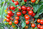 TKE Farms & Gardens - Large Red Cherry Tomato Seeds, 100+ Non-GMO Heirloom Tomato Seeds for Planting, Grow Sweet, Juicy Tomatoes at Home, Detailed Instructions Included, Solanum lycopersicum, Qty 1