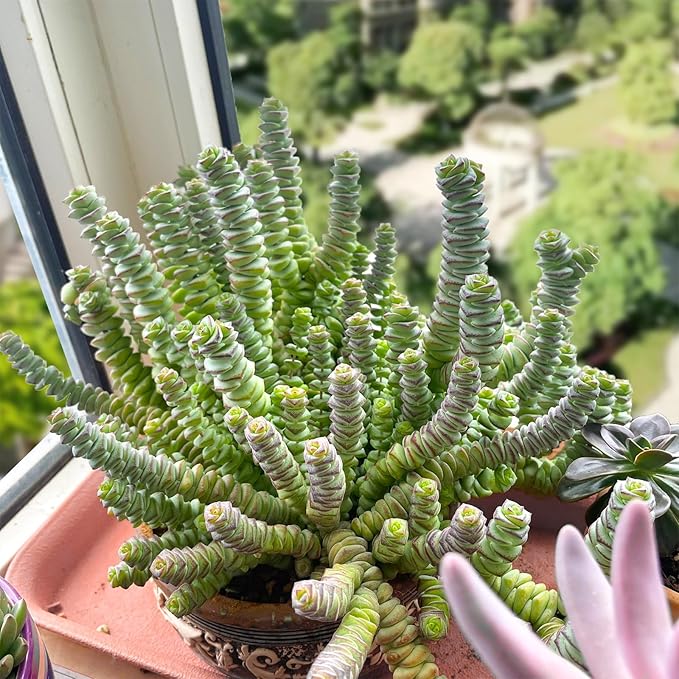 Sprout N Green 4" String of Buttons, Live Crassula 'Baby's Necklace' Trailing Succulent Rooted in Pot, Houseplant for Home Office Hanging Decoration, DIY Projects, Party Favor, Keep Away from Pets