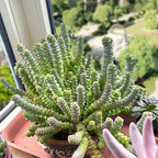 Sprout N Green 4" String of Buttons, Live Crassula 'Baby's Necklace' Trailing Succulent Rooted in Pot, Houseplant for Home Office Hanging Decoration, DIY Projects, Party Favor, Keep Away from Pets