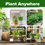 HOME GROWN Cilantro Seeds 250 Calypso & 250 Santo Cilantro for Planting Indoors, Hydroponics or Aerogarden - Heirloom, Non-GMO, Santo Plant, for Your Indoor Herb Garden (Coriandrum sativum)