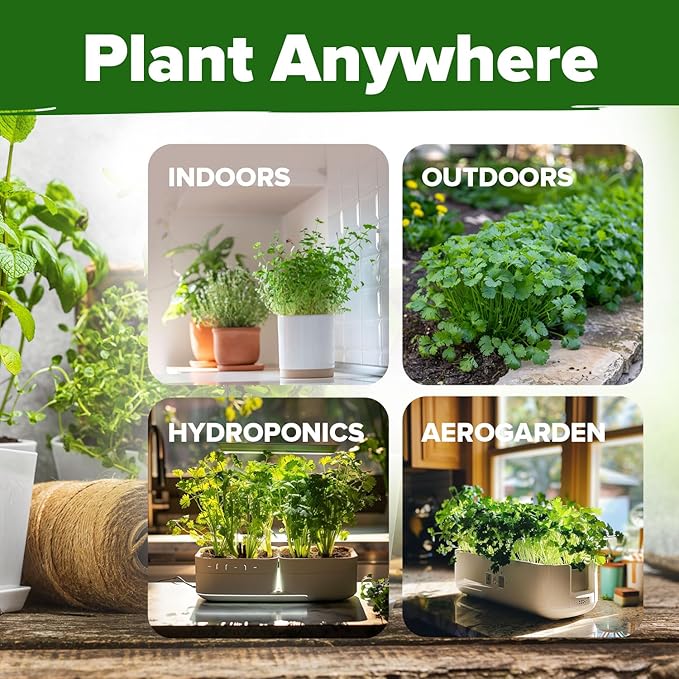 HOME GROWN Non GMO 500+ Cilantro Seeds for Planting Indoors or Outdoors - Heirloom Coriander Seeds, Grow Your Own Cilantro Plant - Culinary Herb Seeds for Your Herb Garden