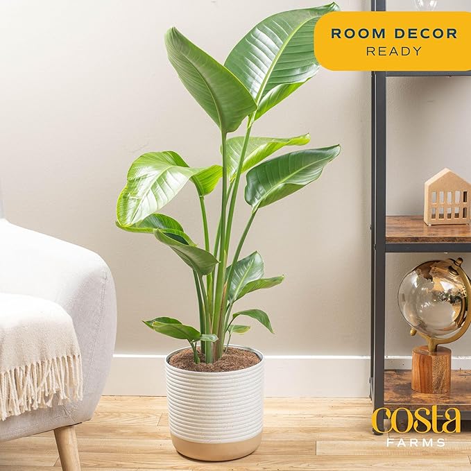 Costa Farms White Bird of Paradise & Money Tree Live Plants in Decorative Pots, Large Indoor Houseplants, Home, Room, or Office Decor, House Warming or Birthday Gift, 3-4 Feet, Pack of 2