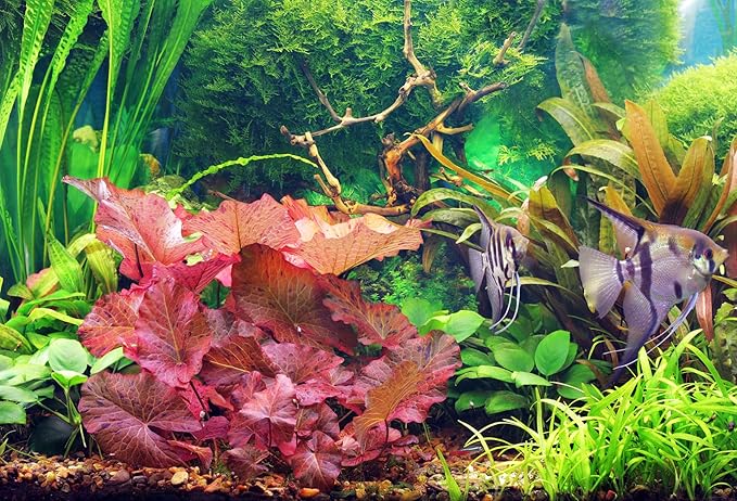 Dwarf Water Lily Bulb Nymphaea Stellata Live Aquarium Plant Guarantee to Grow Rhizome Root Also for Bonsai Bowl or Patio Water Feature Awesome Aquatic (1, Dwarf Water Lily)