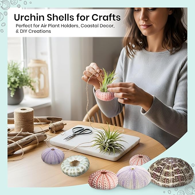 Nautical Crush Trading Sea Urchins Shells for Air Plants - 5 Assorted Coastal Sea Urchin Shells - Hanging Air Plant Holder - Air Plants Live Holders - Air Plant Pot - No Plants Included