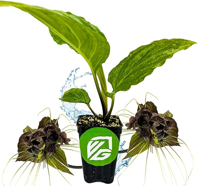 Black Bat Flower Plant - Tacca chantrieri by Wellspring Gardens - Exotic & Rare Indoor or Outdoor Live Plant - Ideal for Home and Garden Landscaping, Dark & Lovely Starter Plant