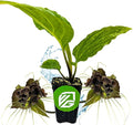 Black Bat Flower Plant - Tacca chantrieri by Wellspring Gardens - Exotic & Rare Indoor or Outdoor Live Plant - Ideal for Home and Garden Landscaping, Dark & Lovely Starter Plant