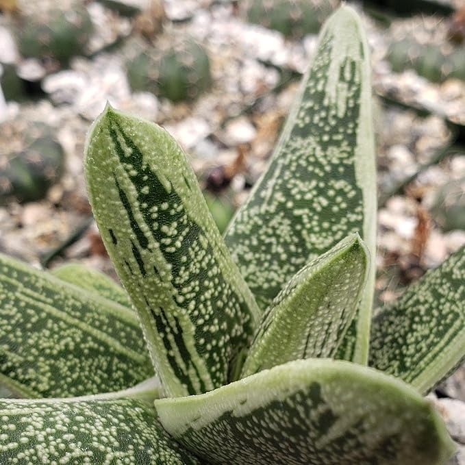 Gasteria Little Warty Cacti Cactus Succulent Real Live Plant