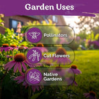 KVITER 550 Purple Coneflower Seeds (Echinacea Purpurea) – Echinacea Herb Flower Seeds For Planting, Medicinal Wild Flower Seed Packets – Wildflower Pollinator for Home Garden, Containers, Flowers Beds