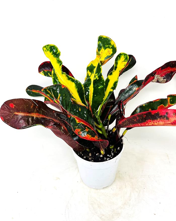 Croton Mammy 4 inch Pot Live Plant -Easy to Care houseplants