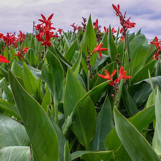 Chalily Canna 'Endeavor', a Great Live Pond Plant for Your Water Garden. Filters koi and Goldfish Ponds. Good for Bogs, Plant Shelf or Shallow Water This marginal Aquatic is a Real Beauty